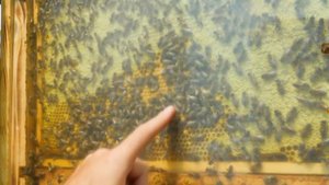 Сколько МЁДА ПРОЗРАЧНЫЙ УЛЕЙ ПРИНЕС  за СЕЗОН ?!