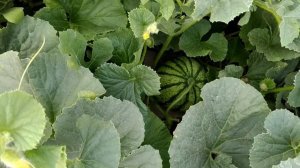 СИБИРСКАЯ ДЫНЯ// УРОЖАЙ АРБУЗА И ДЫНЬ В СИБИРИ