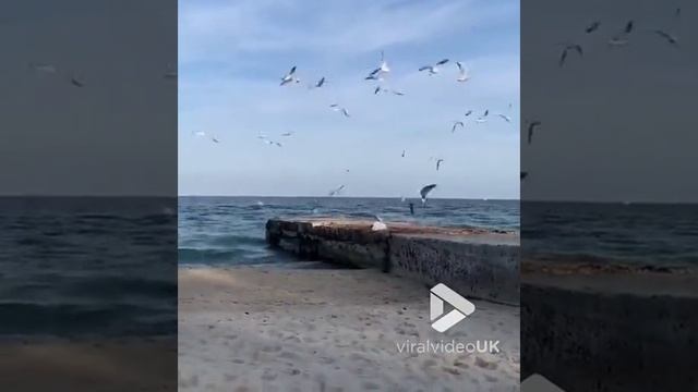 Кот проголодался.mp4