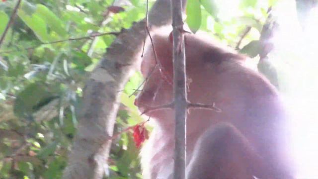 Awesome Monkey Ella Met Big Reward She is Drinking Till Vomit ...Not Sharing To Burley... смотреть онлайн