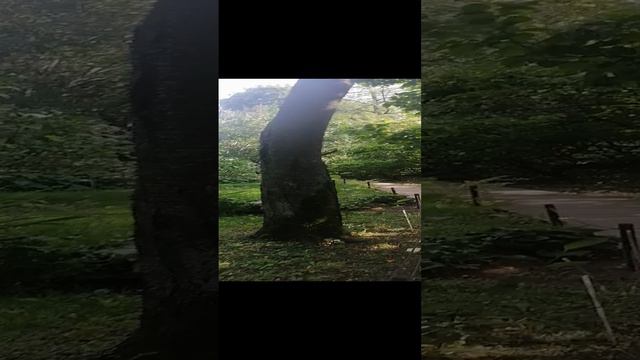 Дерево которое не может определиться