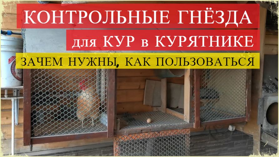 КОНТРОЛЬНЫЕ ГНЁЗДА для кур в курятнике. Зачем нужны, как пользоваться.