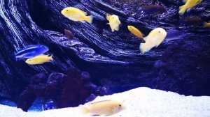 Just for Relaxing | Lake Malawi Cichlids | My Aquarium