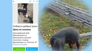 Cane corso. Кане корсо БЕСПЛАТНО в добрые руки