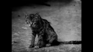 Грустная песня про кота!