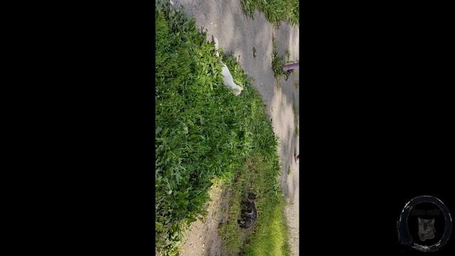 Серый полосатик и белая кошка гоняют птиц 26 05 2022 смотреть онлайн