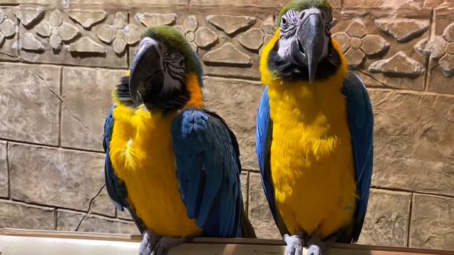 мой день рождения в Батуми, Контактный зоопарк Zootopia, часть 2 смотреть онлайн