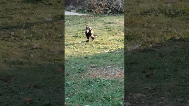 Вечерний променад у кур. нужны ли курам антибиотики в межсезонье? смотреть онлайн