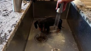 ТАКСА ВСЕ О ПОРОДЕ. ИНТЕРЕСНЫЕ ФАКТЫ