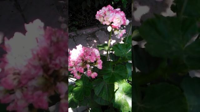 Розебудные пеларгонии смотреть онлайн