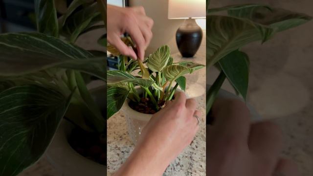 Philodendron Birkin Refresh (Short) #LECA #semihydroponics #houseplants #indoorgardening #roomwithr