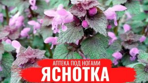 ЯСНОТКА (Глухая крапива) / О правилах сбора / нюансах заготовки / Аптека под ногами