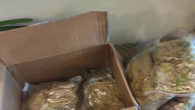 Мох сфагнум! Очередная проба пера...посадка в закрытую систему. смотреть онлайн