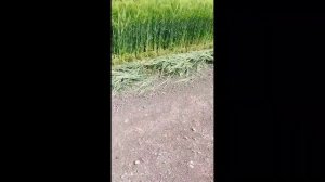 Оз.Парное, база отдыха ,,Лето,,