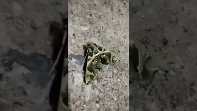 Yatharth Video - Army Green  Moth