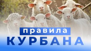 Как правильно делать КУРБАН – шейх Абдуррахман