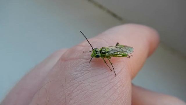Пилильщик Зелёный Rhogogaster Viridis Green Sawfly смотреть онлайн