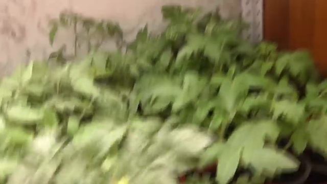 Самый ранний Томатный Гном Арктическая Роза зацвел! Обзор рассады в возрасте 40 дней. смотреть онлайн