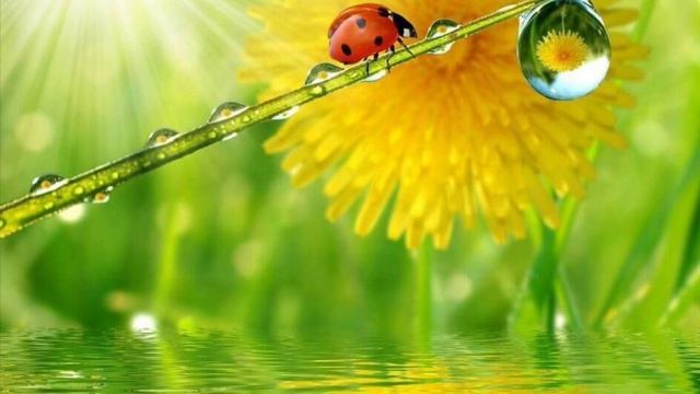 Притча о божьей коровке смотреть онлайн