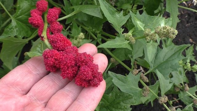 Пробую ягодки земляничного шпината (шпинат малина) смотреть онлайн