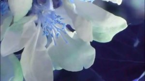 Любовь Христа безмерно велика (720p)