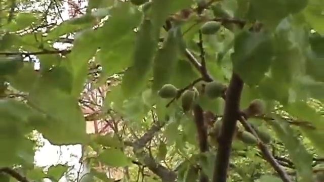 Каштаны цветут 03 may 2016 kashtan смотреть онлайн