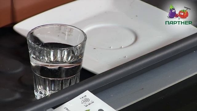 ДВА СПОСОБА ПОСЕВА ПЕТУНИИ