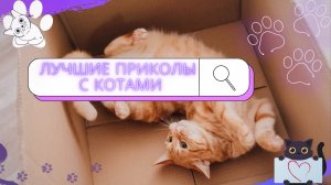 СМЕШНЫЕ ЖИВОТНЫЕ / Лучшие приколы с котами ?