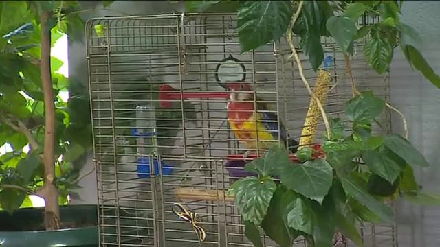 Крилатий поліцейський: папуга на службі смотреть онлайн