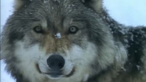 Сука Разлука