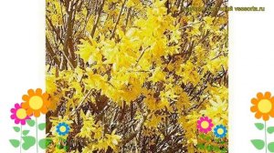 Форзиция промежуточная Лилиан. Краткий обзор, описание forsythia x intermedia golden bells Liliane