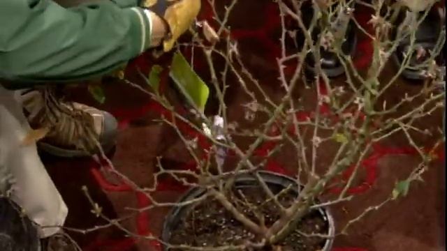 How -To Prune Knock-Out Roses смотреть онлайн