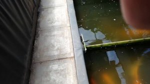 Обзор 2022 г. Флора и фауна для прудов.