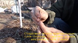 Прививка крыжовника Ксения на йошту.