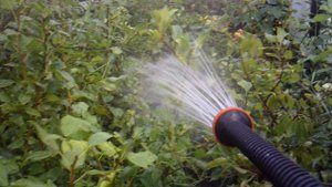 Полив растений - фрагмент