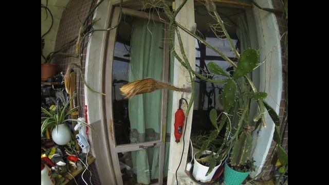 Царица ночи цветок / Технология Time lapse / Две ночи, аппаратура запущена дистанционно на удачу смотреть онлайн