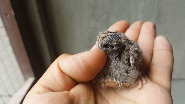 Горлица бриллиантовая (птенец) смотреть онлайн