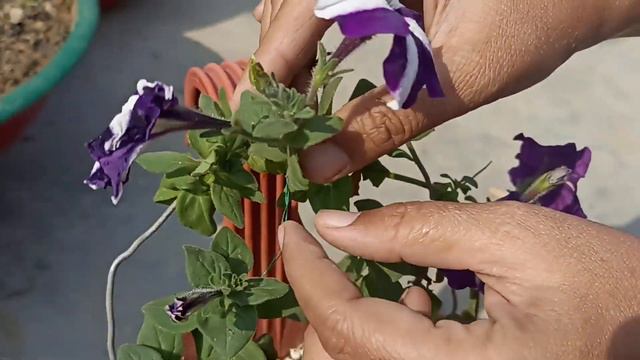 Easy To Make Petunia's Topiary| смотреть онлайн