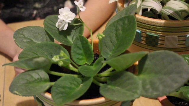 комнатные цветы смотреть онлайн