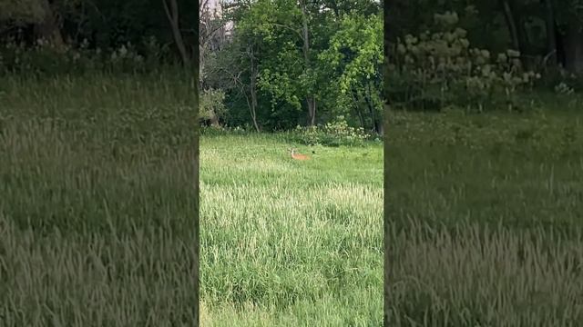 Little black bird on a deer’s back