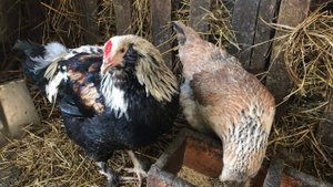 Куры занеслись после зимы / Кохинхины цыплята вывел на улицу / Овцы без изменений