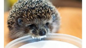 Самые смешные ежи! Слайд-шоу.