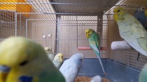 ? Учим попугая по имени Гриша говорить, видеоурок 1: "Гриша красавчик!"