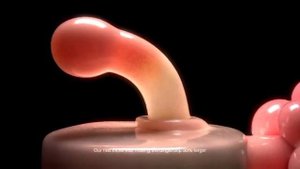 Плюмбус это какое то подводное, генно-модифицированное существо которое используют как презерватив.