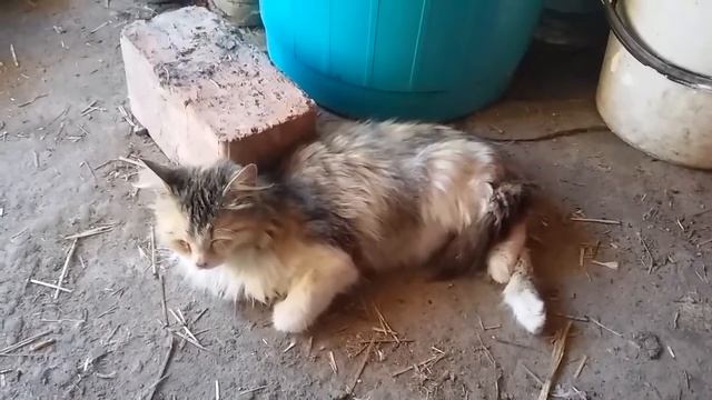 Под звуком "Мяу" (26.05.2017) смотреть онлайн