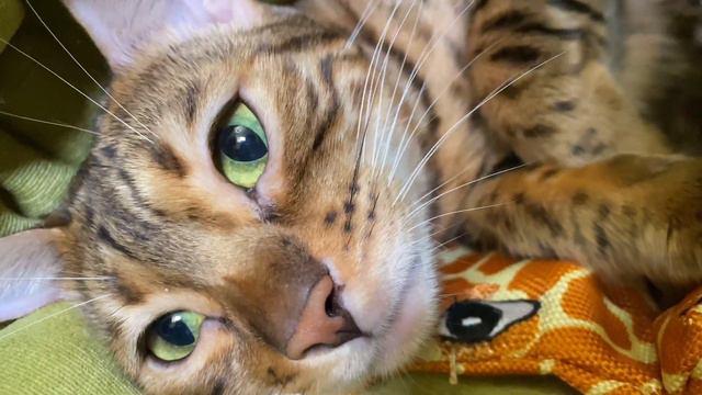 Cher and her kittens. Шэр и её котята. смотреть онлайн