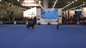 Танцы с собаками "Евразия 2014". Dog Dancing. Canine Freestyle.