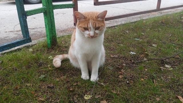 Мои звуки во снеэксперимент: скрежет зубовразговоры во снехрапхождение по комнате.