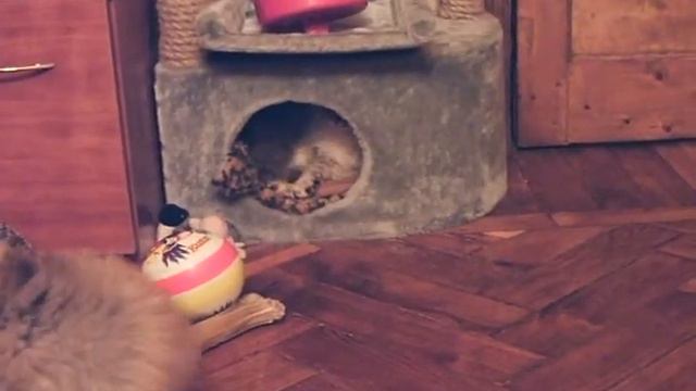 Pomeranian/померанец