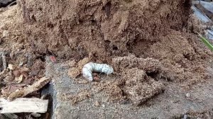 Личинки Короеды  Грызут дрова